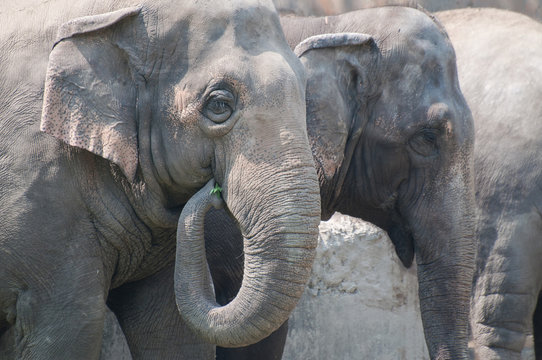 Indian elephants eating grass
