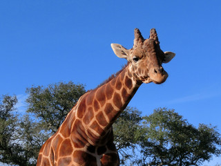 Spotted giraffe with long neck