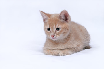 Red kitten on a light background