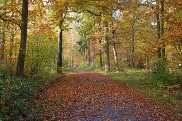 Herbst im Wald