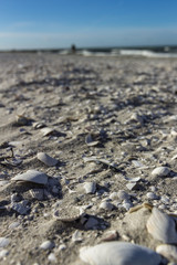 Muscheln am Strand mit blauem Himmel - Ostseeküste, Deutschland.