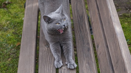 Ziewający kot, krótkowłosy niebieski brytyjski.