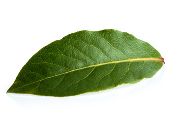 Fototapeta na wymiar Single bay leaf isolated on white.