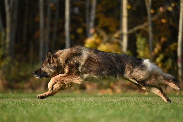 Deutscher Schäferhund in Bewegung