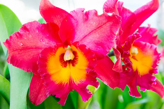 Red Cattleya orchid.