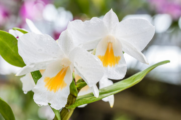 Fototapeta na wymiar Beautiful white orchid, Dendrobium formosum.