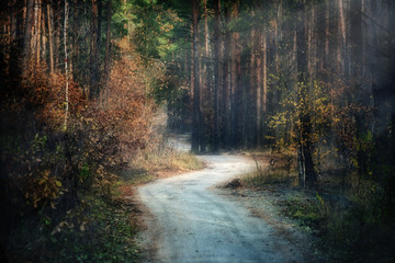 Fototapeta premium dirt road through a dark mysterious forest, a small haze and the light streaming through the trees. pine forest. The atmosphere of mystery. 