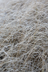 Frozen hay on the shore.