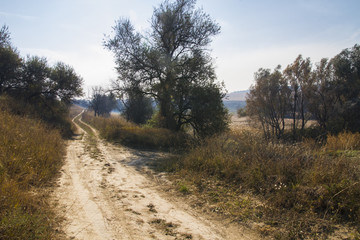 Fototapeta premium country road in the countryside