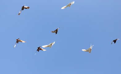 Fototapeta premium flock of pigeons on blue sky