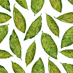 Bay leaf watercolor illustration isolated on white background, Hand drawn seamless pattern, Design food, Organic fresh spice ingredient for healthy market, restaurant menu, kitchen aromatherapy, paper
