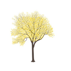 Ash-tree with yellow leaves