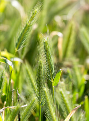 ears of corn on the green grass