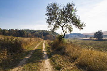 country road in the countryside