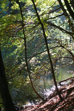 Grummer Baum am See