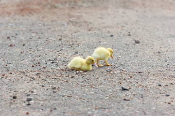 Two little duckling walking on the road