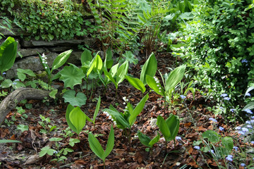 Maiglöckchen im Naturgarten