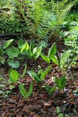 Maiglöckchen im Naturgarten