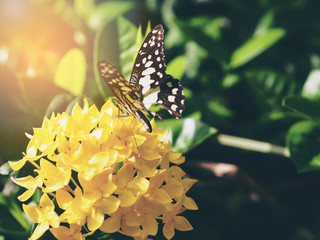 Tiger Butterfly on yellow flower in garden