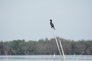 The amazing scene,The bird flying on the sea with the shadows on white sea at Mouth of bangpakong...