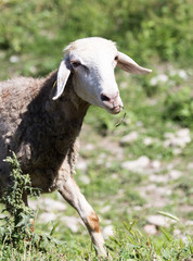 sheep in the pasture in nature