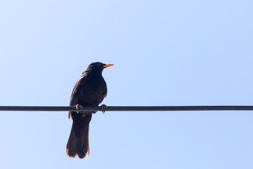 bird on a wire against a blue sky