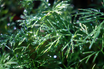 a green grass in water drops