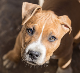 Portrait redhead pit bull dog