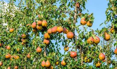 Espaliers in orchard with almost ripe pears © Ruud Morijn