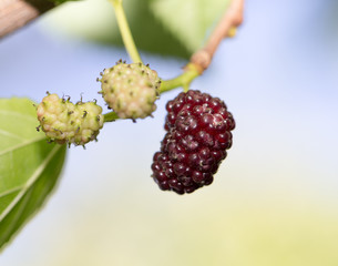 mulberry berry on the tree in nature
