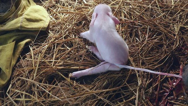 Newborn piglet pulling to break the umbilical cord releasing it from its mother, woman helping ( close up )