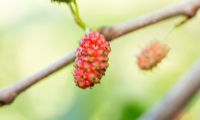 mulberry berry on the tree in nature