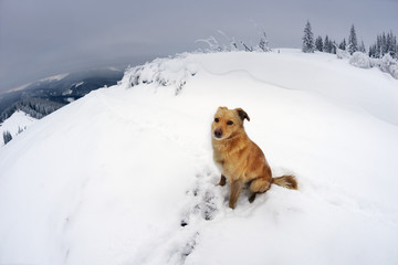  dog in the mountains