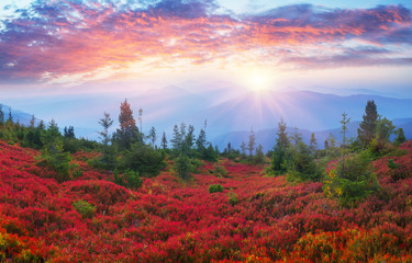 Obraz na płótnie Canvas Autumn colors in the Carpathians