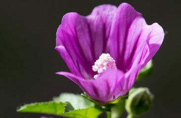 beautiful purple flower in nature