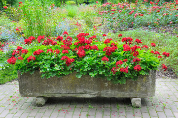 Fototapeta na wymiar summer park with beautiful flowerbeds