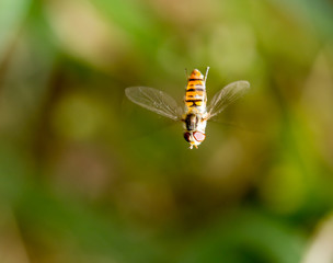 fly in flight in nature. macro