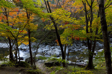 Fototapeta premium 日本 秋 紅葉