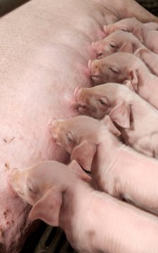 Piglets Nursing