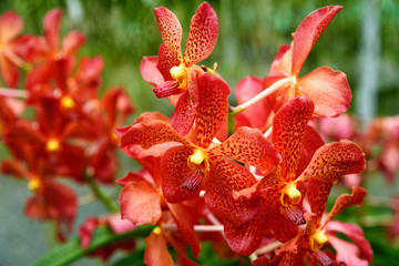 Red orchids on green