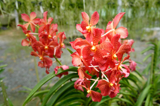 Red orchids on green