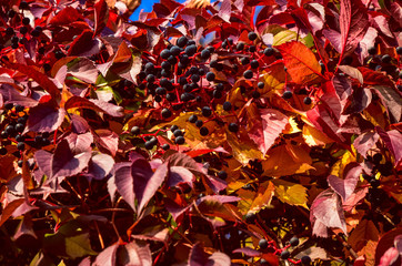 Red autumn climbing Parthenocissus leaves and berries