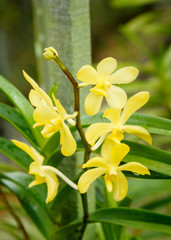 Aranda Iskandar orchids flower