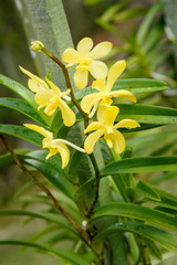 Aranda Iskandar orchids flower