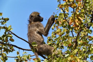 Tchakma Pavian im Kruger Nat. Park