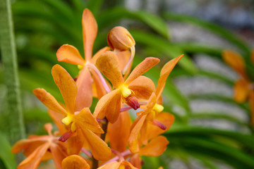 Fototapeta na wymiar Mokara sport orchids
