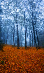 Obraz premium Autumn in the Woods, Geres, Portugal