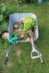 Récolte du potager dans brouette