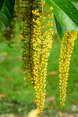 Lophanthera lactescens, Golden Chain Tree