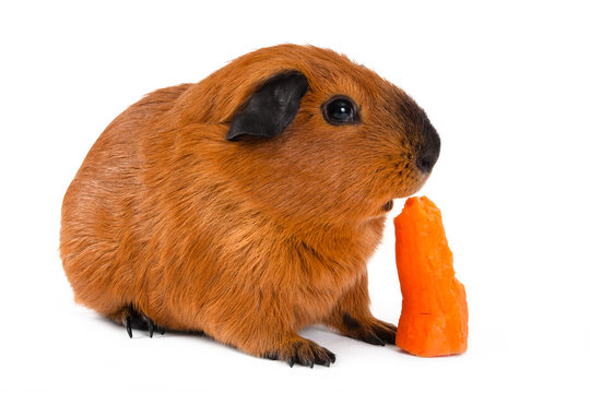 guinea pig eating carrot on white background